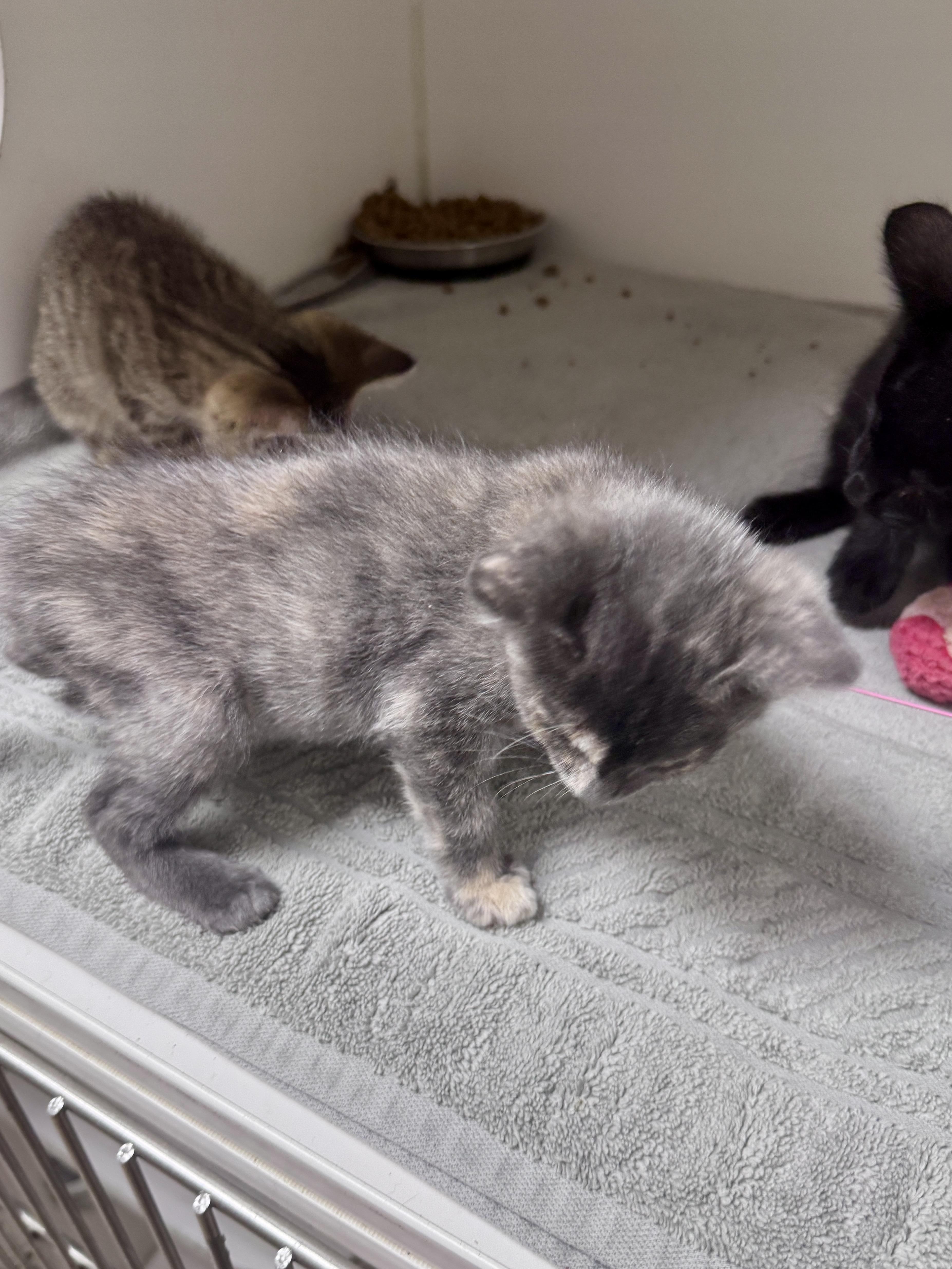 A baby medium-sized male Black Domestic Short Hair cat named Theo for adoption in Gainesville, FL