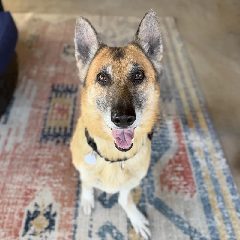 A senior medium-sized female Brown / Chocolate German Shepherd Dog dog named Lola Irwin for adoption in Ramona, CA