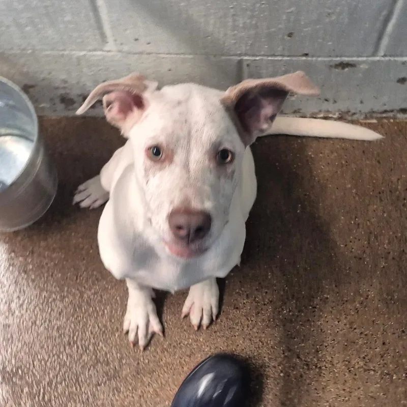 A baby medium-sized female White / Cream Catahoula Leopard Dog dog named Abbie Butler Campus! for adoption in Flagstaff, AZ