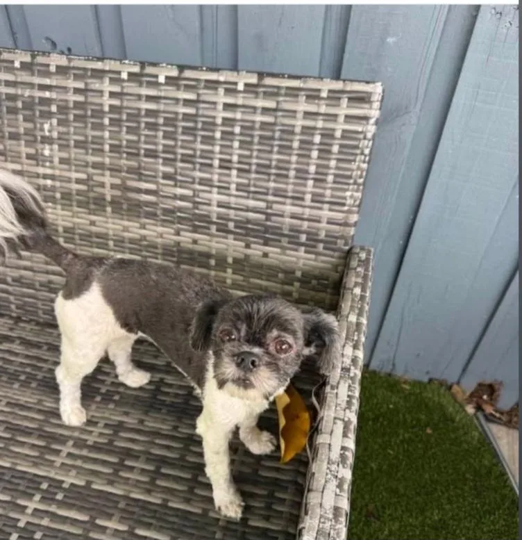 A young small-sized male Bicolor Shih Tzu dog named Boss for adoption in Fort Lauderdale, FL