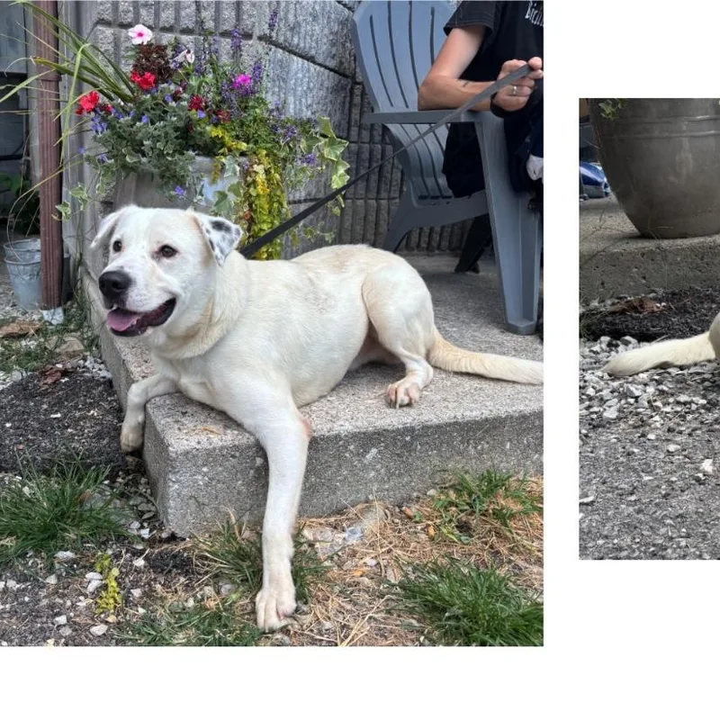 A young medium-sized male White / Cream Labrador Retriever dog named Jack for adoption in Melbourne, KY
