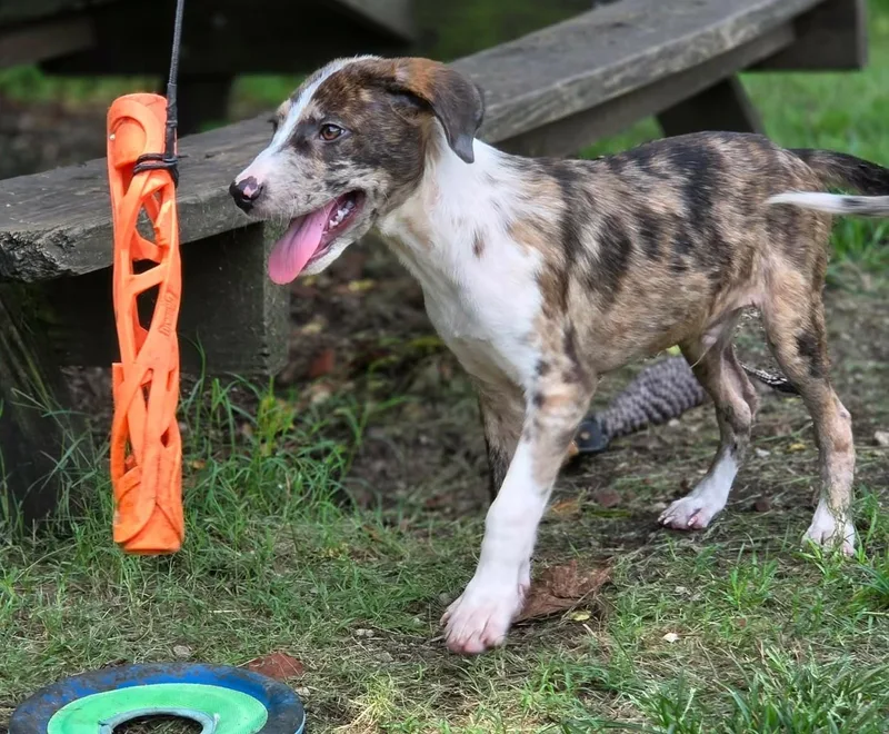 A baby medium-sized male Merle (Red) Catahoula Leopard Dog dog named Miles for adoption in Anniston, AL