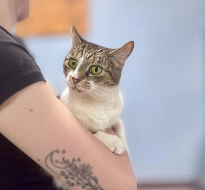 An adult medium-sized female Tabby (Tiger Striped) Domestic Short Hair cat named Missy for adoption in Wooster, OH
