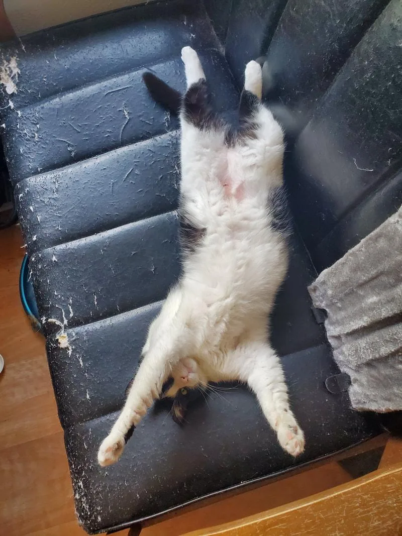 An adult medium-sized female Black & White / Tuxedo Domestic Short Hair cat named Ivory for adoption in Kalamazoo, MI