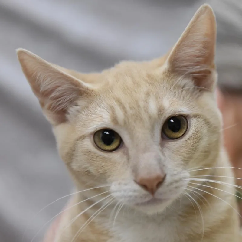 A baby medium-sized male Domestic Short Hair cat named Cream for adoption in Redwood City, CA