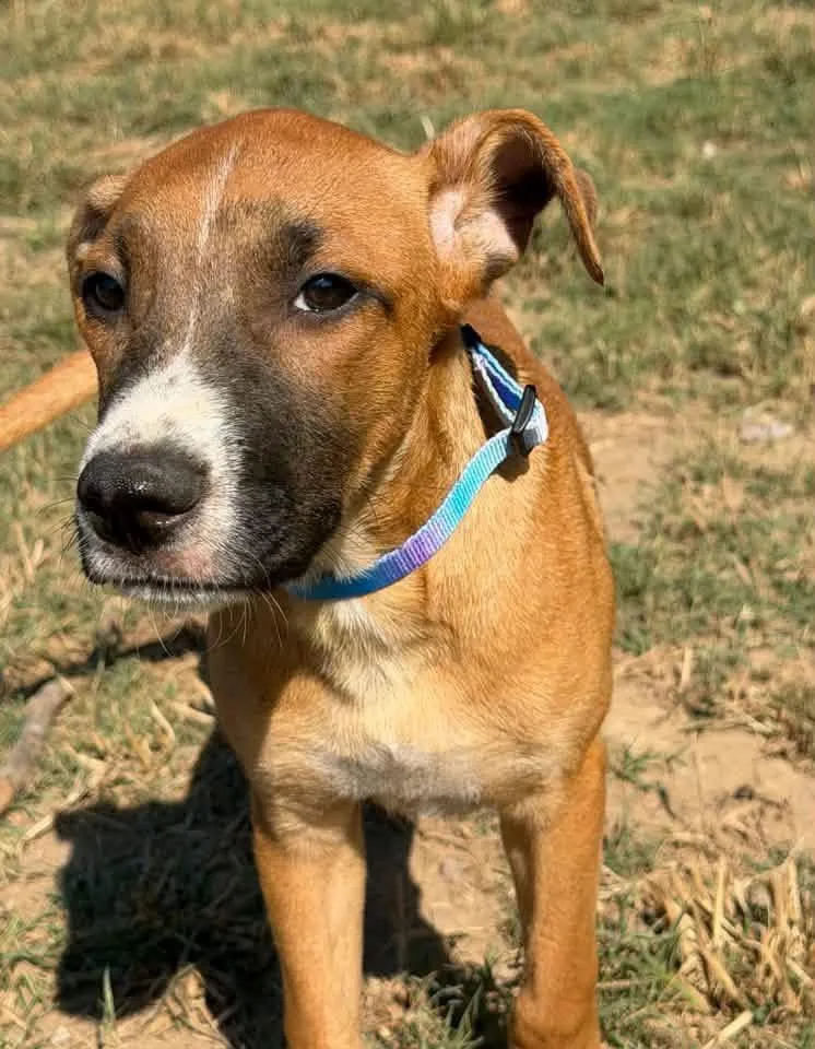 A young medium-sized male Belgian Shepherd / Malinois dog named Wolverine for adoption in Calera, AL