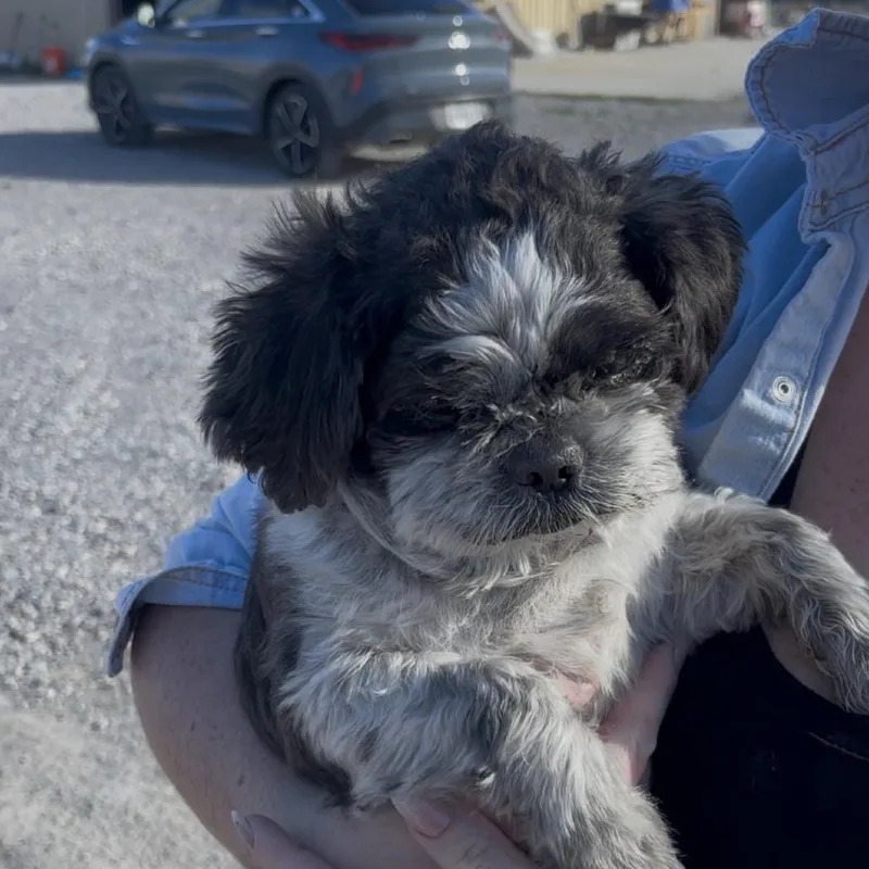 Lil Doggy