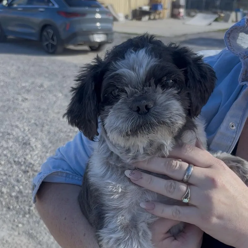 Lil Doggy thumbnail 2