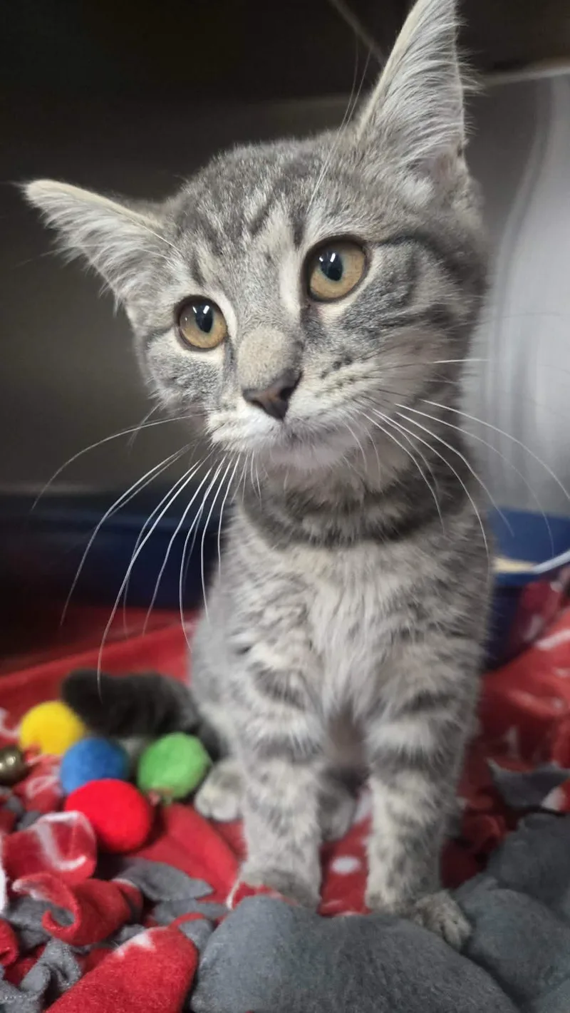 A baby medium-sized female Tabby (Gray / Blue / Silver) Domestic Short Hair cat named Billy Jean for adoption in Martinsville, IN