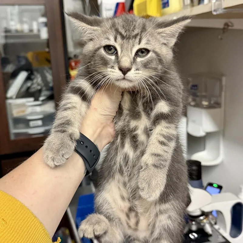 A baby small-sized male Gray / Blue / Silver Domestic Short Hair cat named Jerry for adoption in Medina, OH