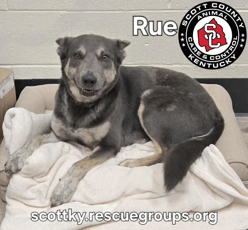 Rue thumbnail 2