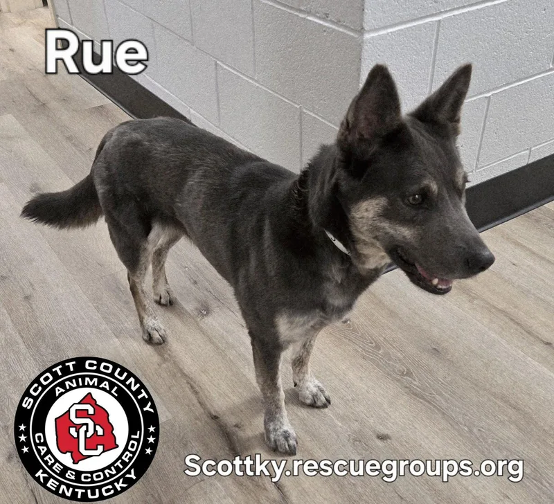 Rue thumbnail 3