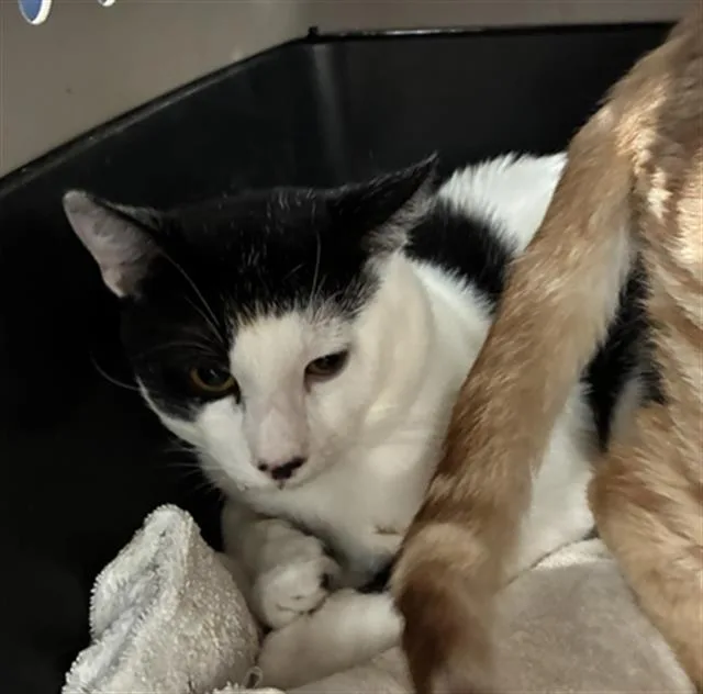 An adult medium-sized male Domestic Short Hair cat named Oreo for adoption in Dallas, TX