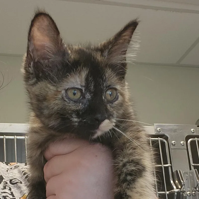A baby small-sized female Tortoiseshell Domestic Short Hair cat named Spooky for adoption in Columbia Station, OH