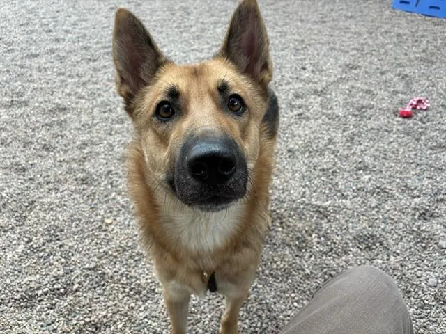 A young large-sized male German Shepherd Dog dog named Henry for adoption in Mesa, AZ