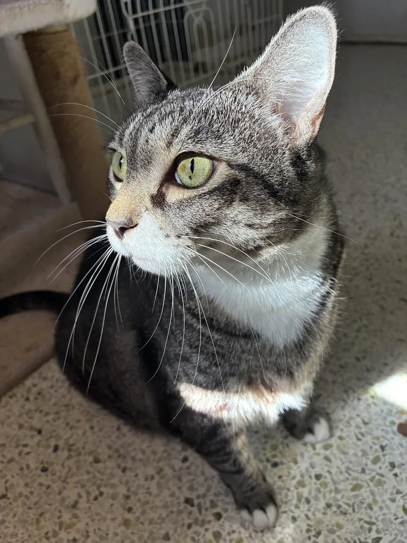 An adult large-sized female Domestic Short Hair cat named Zoe for adoption in Orlando, FL