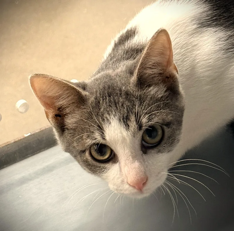 Austin at Mankato Petsmart