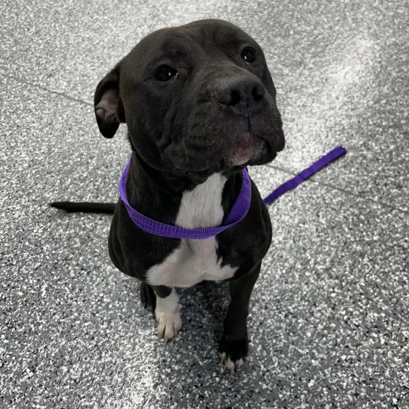 An adult medium-sized female Black Pit Bull Terrier dog named Izzy for adoption in Moravia, NY