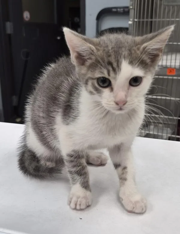 A baby small-sized male Domestic Short Hair cat named If for adoption in Lawrenceville, GA