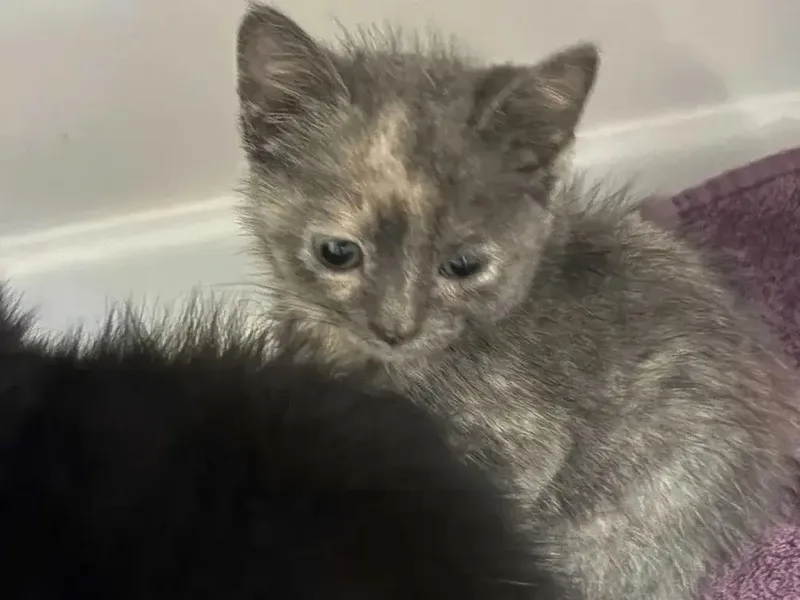 A baby small-sized female Black Domestic Short Hair cat named Nuggetz for adoption in Grand Rapids, MI
