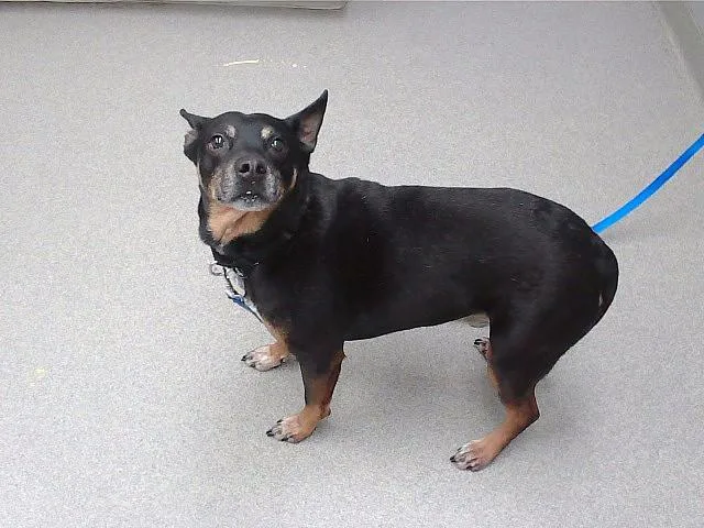 Taz