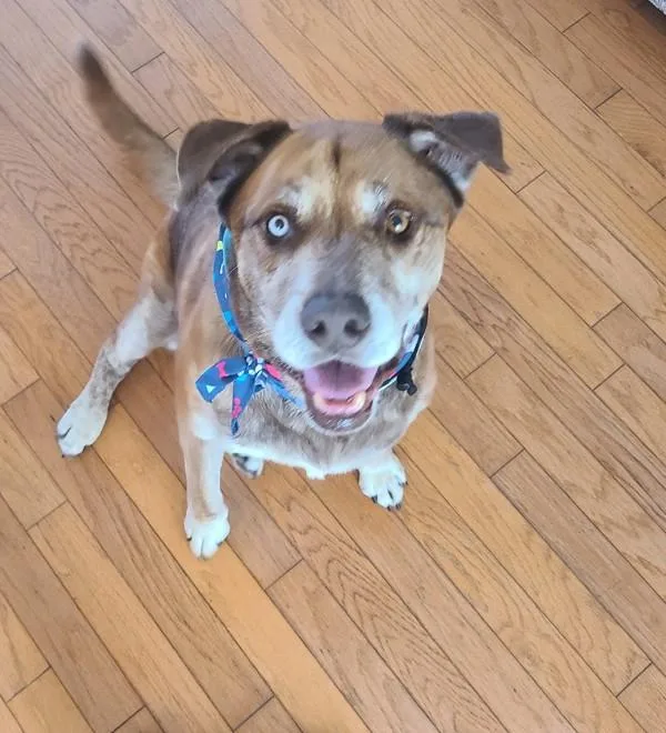 An adult extra large-sized male Labrador Retriever dog named Lionel for adoption in San Diego, CA