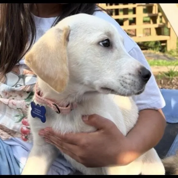 Aviva thumbnail 4