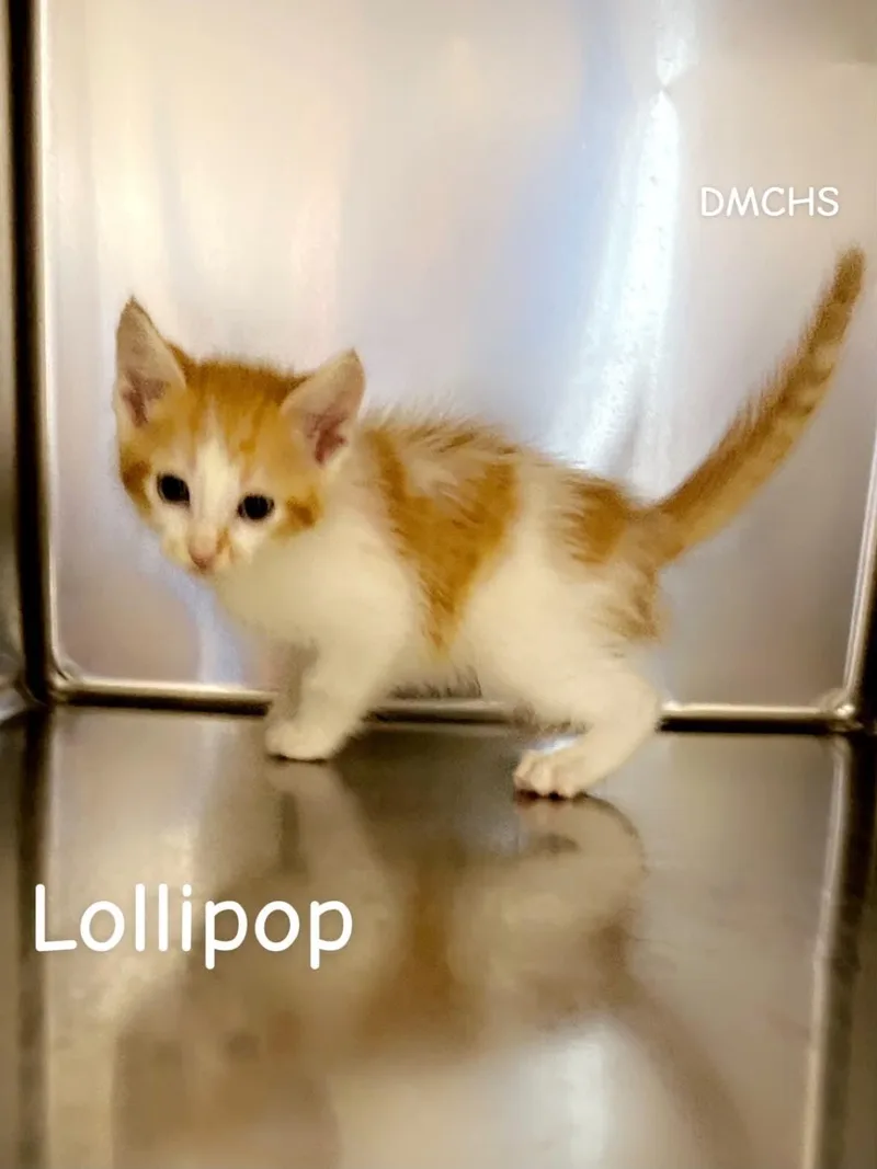A baby small-sized male Domestic Short Hair cat named Lollipop for adoption in Burlington, IA