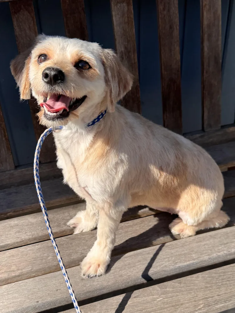 A young small-sized female White / Cream Wheaten Terrier dog named Raylynn for adoption in Lambertville, NJ