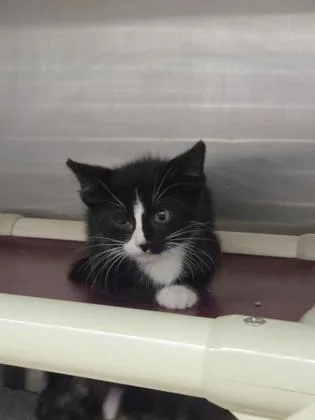 A baby small-sized male Domestic Short Hair cat named Kenmore for adoption in Munster, IN