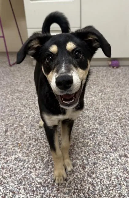 A baby small-sized female Shepherd dog named Pixie for adoption in Westland, MI