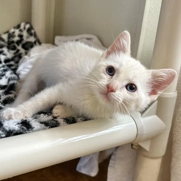 A baby small-sized male Domestic Short Hair cat named Lemon for adoption in Dublin, CA