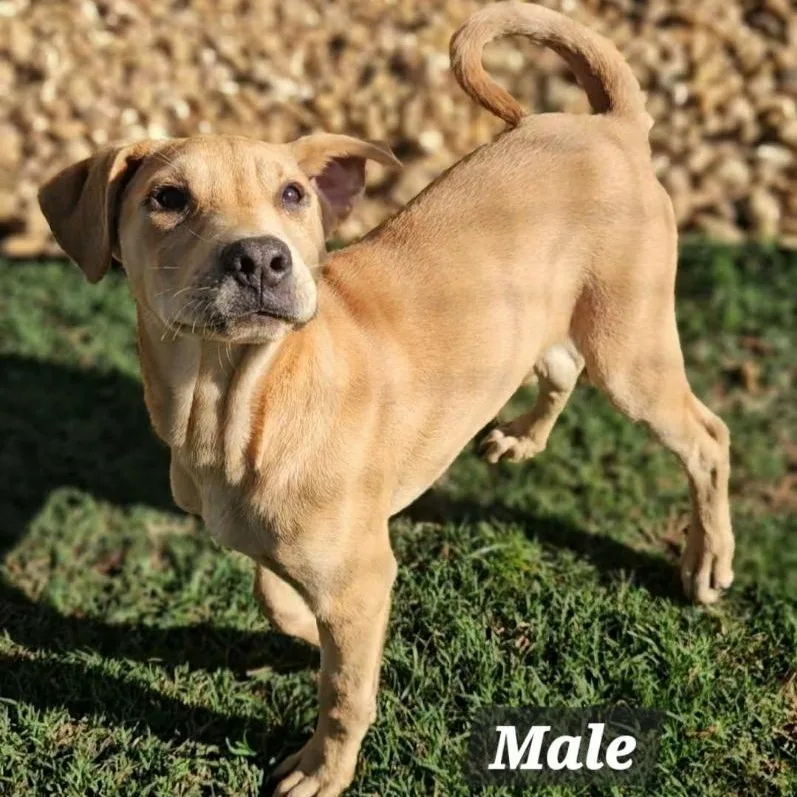A baby medium-sized male Golden Mixed Breed dog named Rudy for adoption in Leesburg, GA