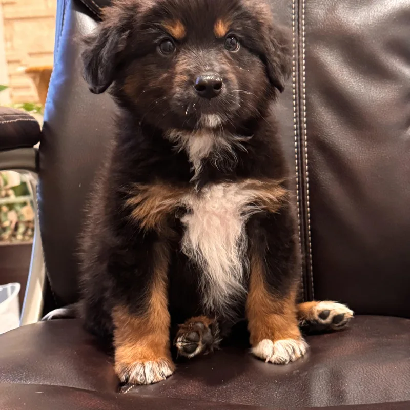 A baby medium-sized male Australian Shepherd dog named Paprika for adoption in San Diego, CA