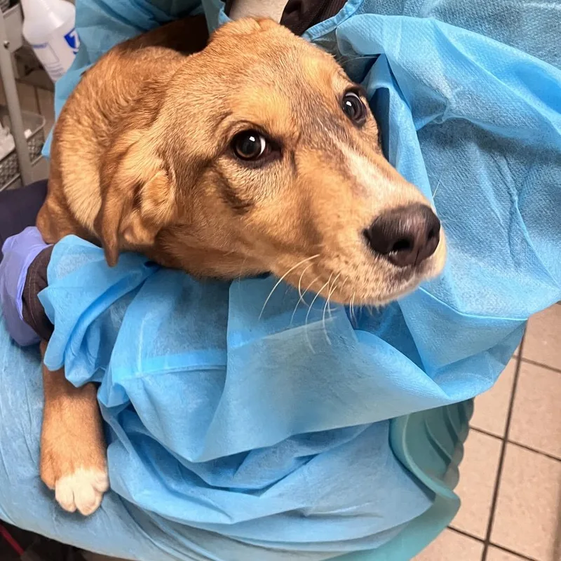 A baby medium-sized female Yellow / Tan / Blond / Fawn Mixed Breed dog named Fawn for adoption in Charleston, WV
