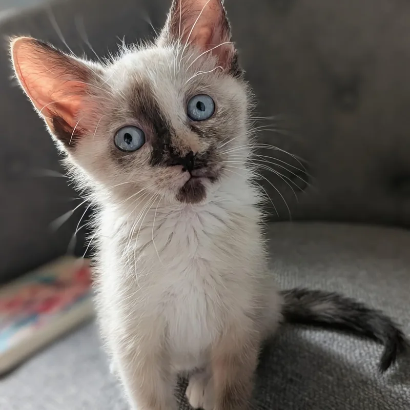 A baby small-sized female White Domestic Short Hair cat named Buffy & Willow Beach for adoption in Morrison, CO