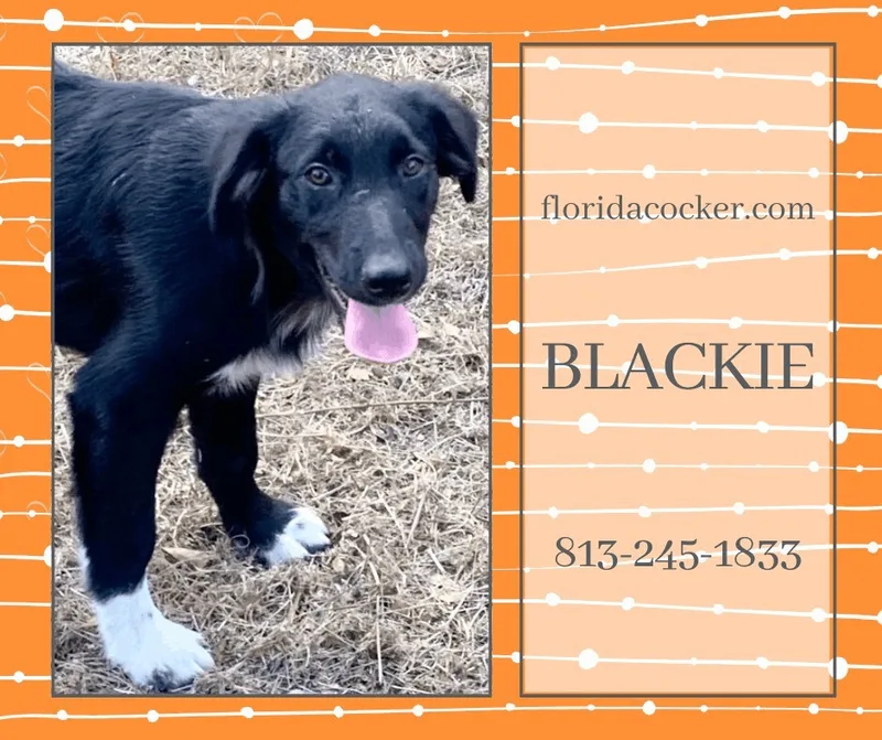 An adult medium-sized male Australian Shepherd dog named Blackie for adoption in Land O Lakes, FL