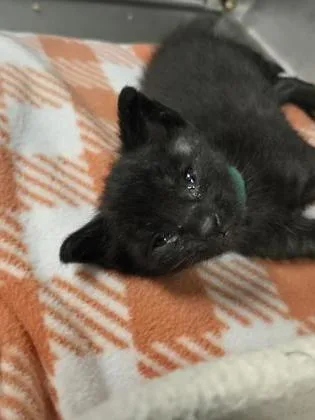A baby small-sized male Domestic Short Hair cat named Elm for adoption in Roseville, CA
