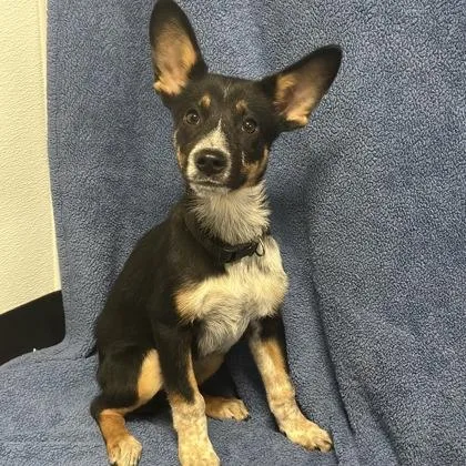 A baby medium-sized male Australian Cattle Dog / Blue Heeler dog named Levi for adoption in Red Bluff, CA