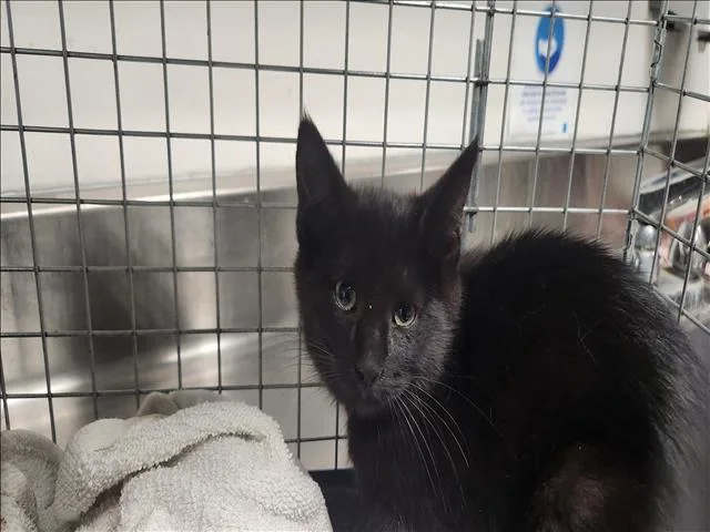 A baby small-sized female Domestic Short Hair cat named Zesty for adoption in Los Angeles, CA
