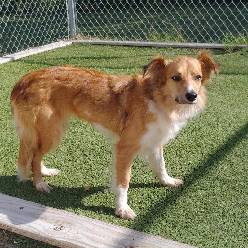 An adult medium-sized female Yellow / Tan / Blond / Fawn Australian Shepherd dog named Gingersnap for adoption in Tulsa, OK