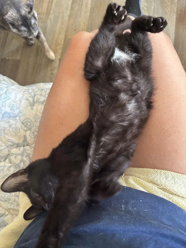 A baby medium-sized male Black Domestic Short Hair cat named Domino for adoption in Salisbury, NC