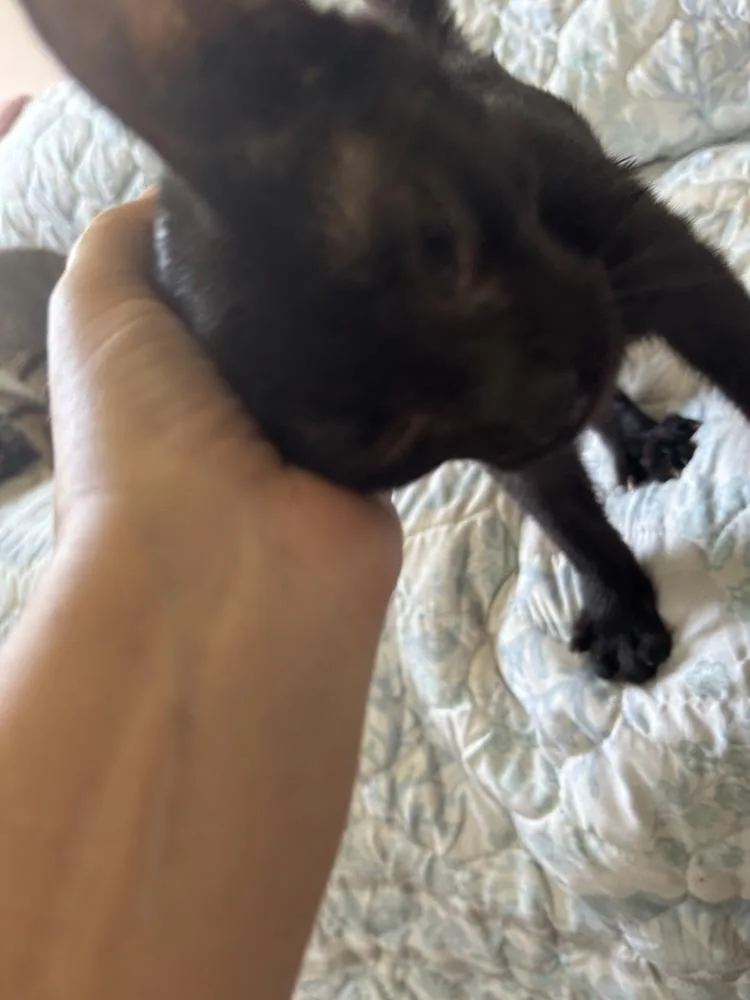 Domino thumbnail 3