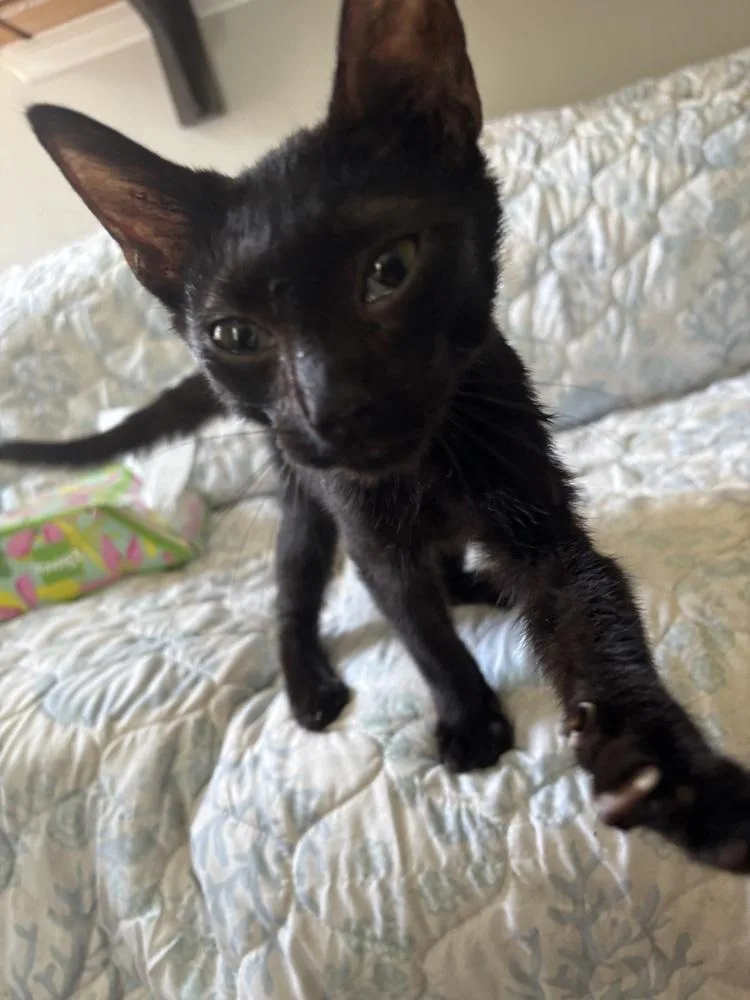 Domino thumbnail 5