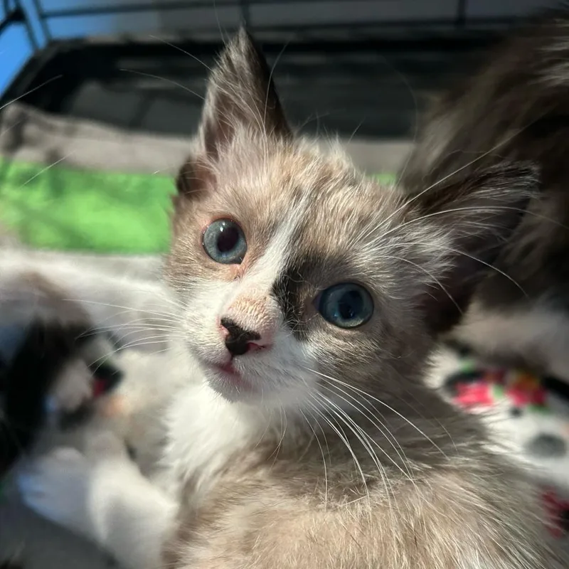A baby small-sized male White Domestic Short Hair cat named Mittens for adoption in Escondido, CA