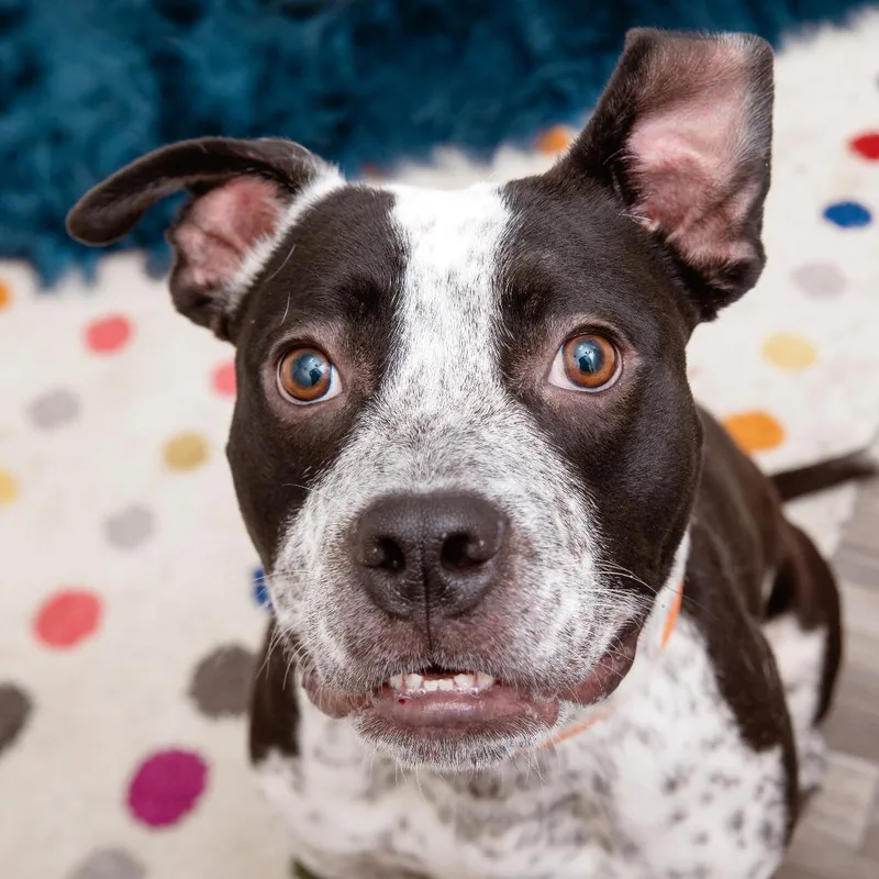 A young medium-sized male Pit Bull Terrier dog named Elmer for adoption in Los Angeles, CA