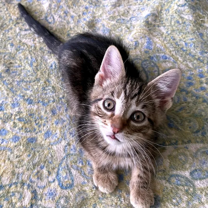 A baby small-sized female Brown / Chocolate Domestic Short Hair cat named Porsche for adoption in Green Bay, WI
