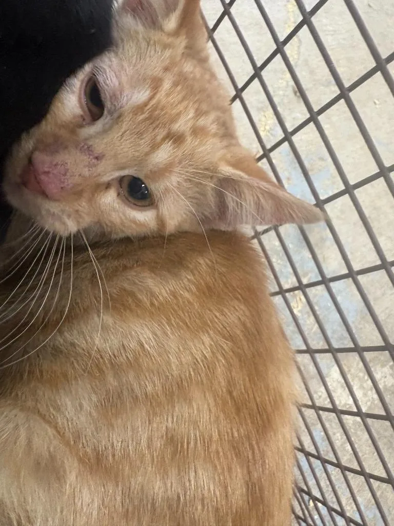 A baby small-sized male Domestic Short Hair cat named Pepsi for adoption in Brownwood, TX