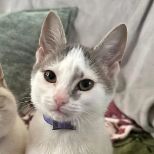 A young medium-sized female White American Shorthair cat named Clara for adoption in mount vernon, AR