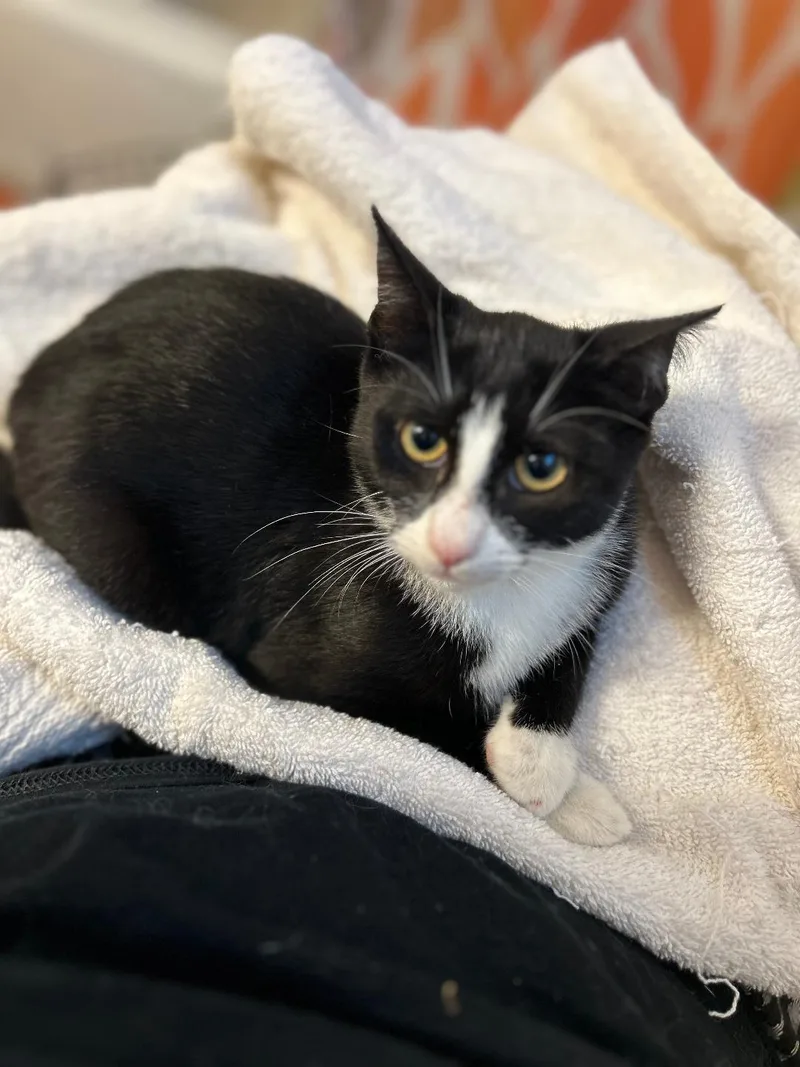 Chuckles thumbnail 2